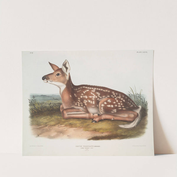 Cervus Virginianus, Common American Deer. (Fawn. Natural size.) (1845-1848) by John Woodhouse Audubon