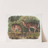 Cervus Virginianus, Common or Virginian Deer. Old male & female. (1845-1848) by John Woodhouse Audubon