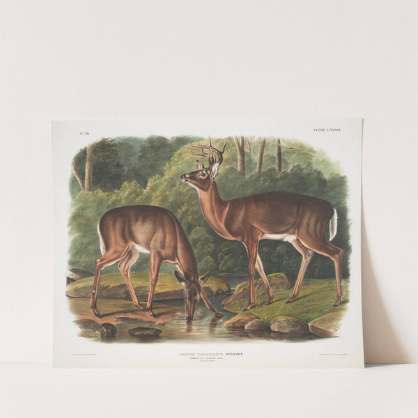 Cervus Virginianus, Common or Virginian Deer. Old male & female. (1845-1848) by John Woodhouse Audubon