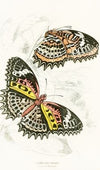 Cethosia Cyane