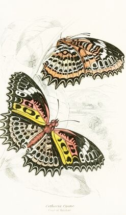 Cethosia Cyane