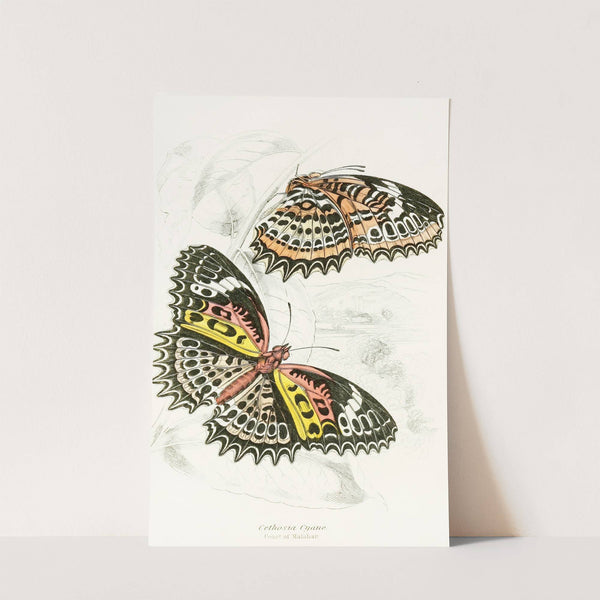 Cethosia Cyane by James Duncan