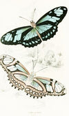 Cethosia Dido