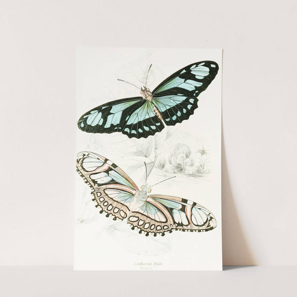 Cethosia Dido by James Duncan
