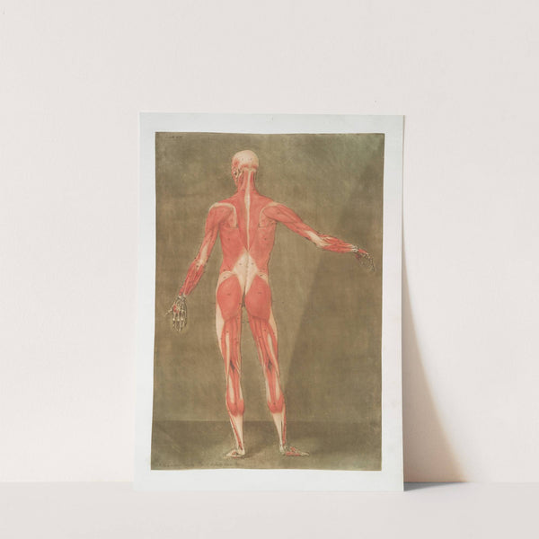 Cette figure représente les Muscles qui se trouvent à la face postérieure du corps.... by Arnauld Gautier d'Agoty