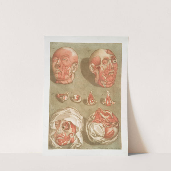 Cette planche représente, en detail & de grandeur naturelle, les muscles de le face.... by Arnauld Gautier d'Agoty