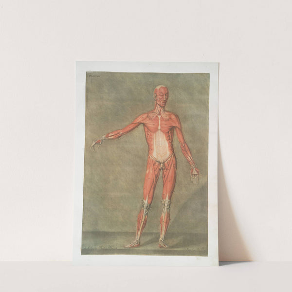 Cette planche représente la premiere couche de muscles by Arnauld Gautier d'Agoty