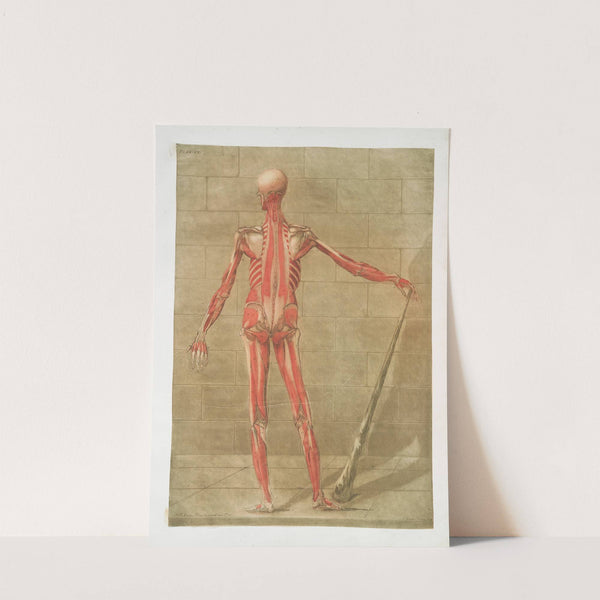 Cette planche représente la troisieme couche des muscles.... by Arnauld Gautier d'Agoty