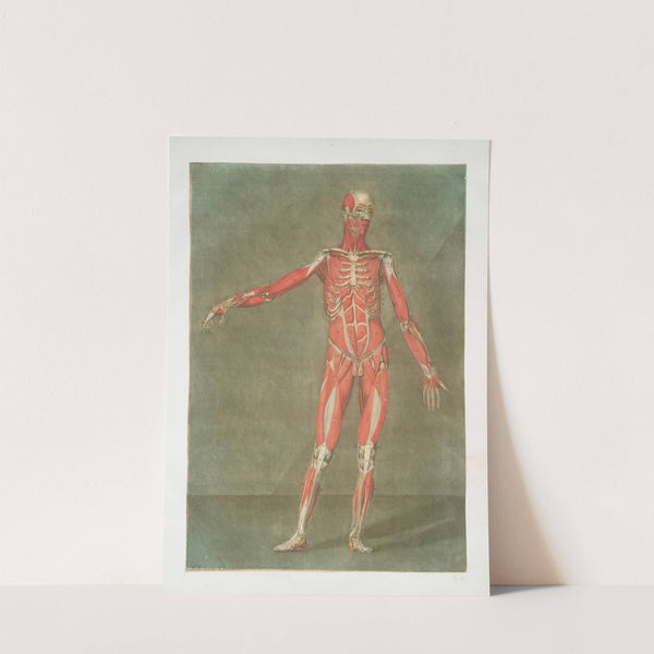 Cette planche représente les muscles & las ligamens by Arnauld Gautier d'Agoty