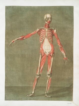 Cette planche représente les muscles qui paroissent …