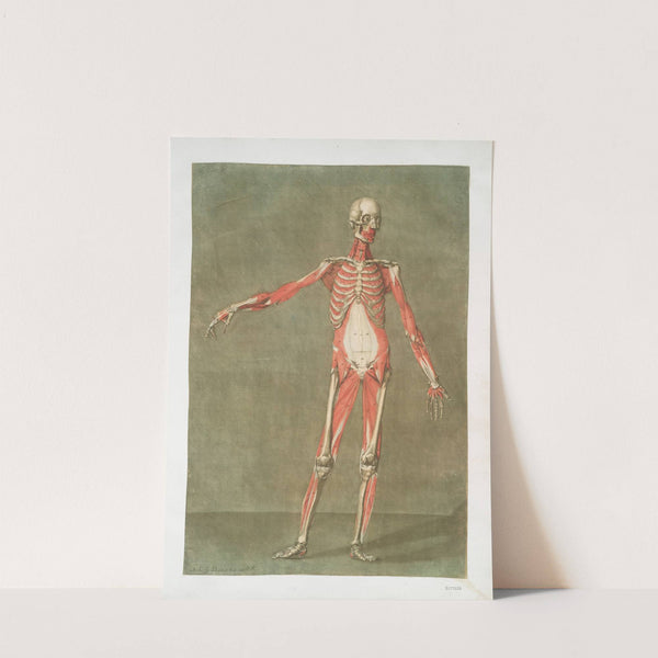 Cette planche représente les muscles qui paroissent ... by Arnauld Gautier d'Agoty