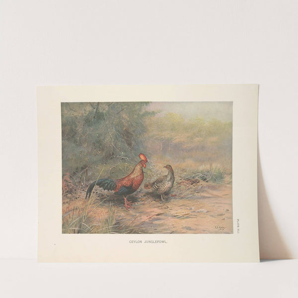 Ceylon Junglefowl (Gallus lafayetti). (1918-1922) by George Edward Lodge