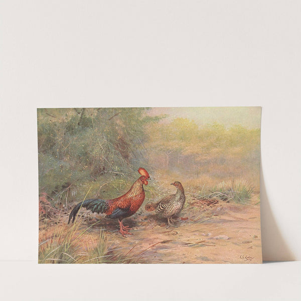 Ceylon Junglefowl by George Edward Lodge