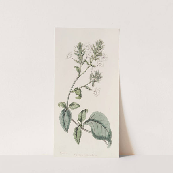 Ceylon Leadwort by Sydenham Edwards