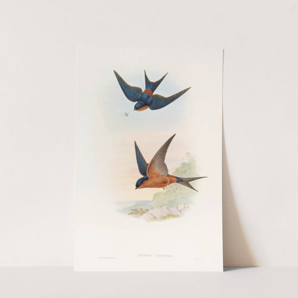 Ceylonese Mosque-Swallow by John Gould