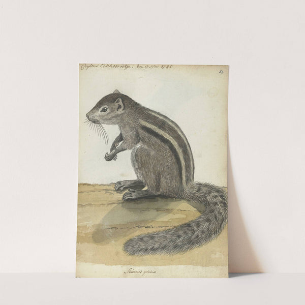 Ceylons eekhoorntje by Jan Brandes