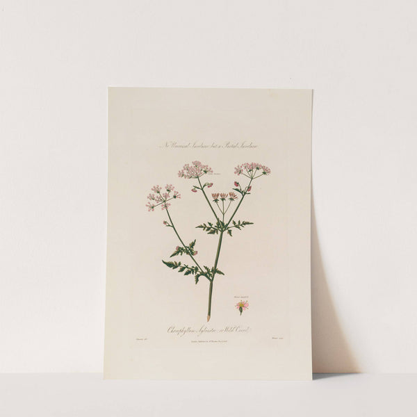 Chaerophyllum Sylvestre ; or Wild Cervil (1799–1810) by Robert John Thornton