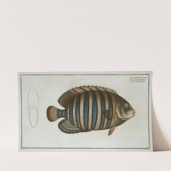 Chaetodon fasciatus. (1785-1797) by Marcus Elieser Bloch