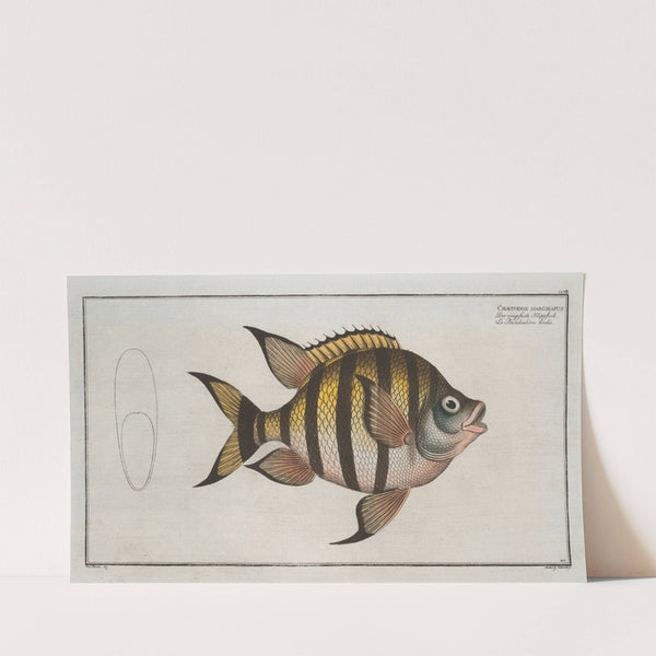 Chaetodon marginatus. (1785-1797) by Marcus Elieser Bloch