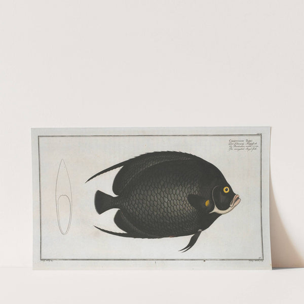 Chaetodon Paru, The variegated Angel-fish. (1785-1797) by Marcus Elieser Bloch