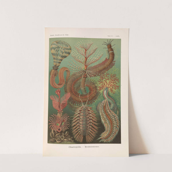 Chaetopoda. - Borstenwürmer by Ernst Haeckel