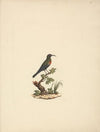 Chalcomitra senegalensis (Scarlet Chested Sunbird) 2
