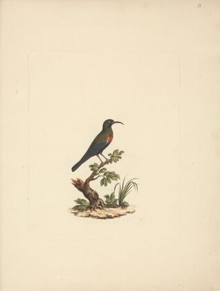 Chalcomitra senegalensis (Scarlet Chested Sunbird) 2