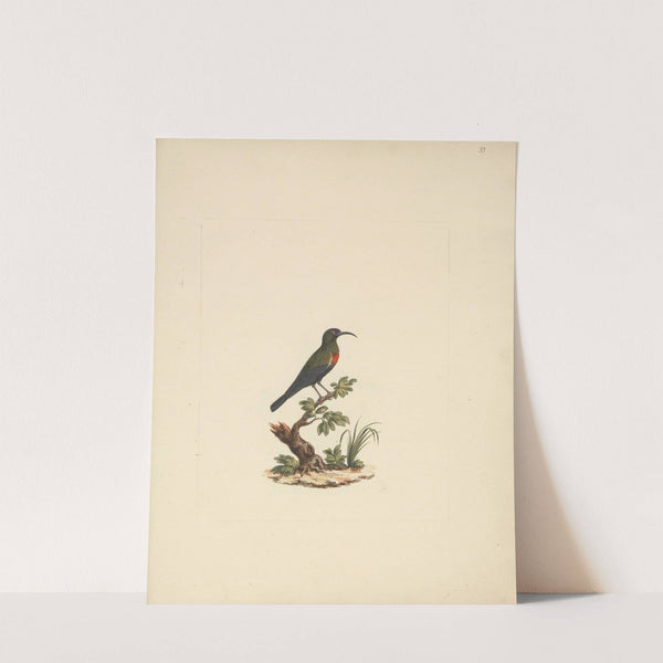 Chalcomitra senegalensis (Scarlet Chested Sunbird) 2 by Luigi Balugani