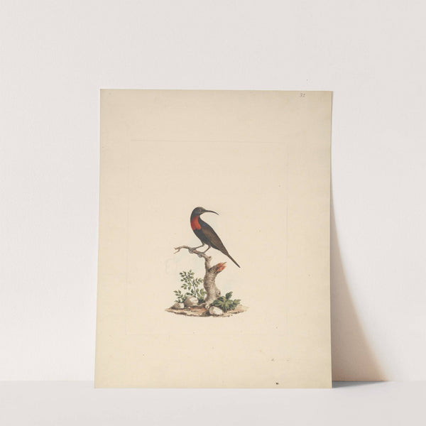 Chalcomitra senegalensis (Scarlet Chested Sunbird) by Luigi Balugani