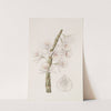 Chalk-white Dendrobe by Sydenham Edwards