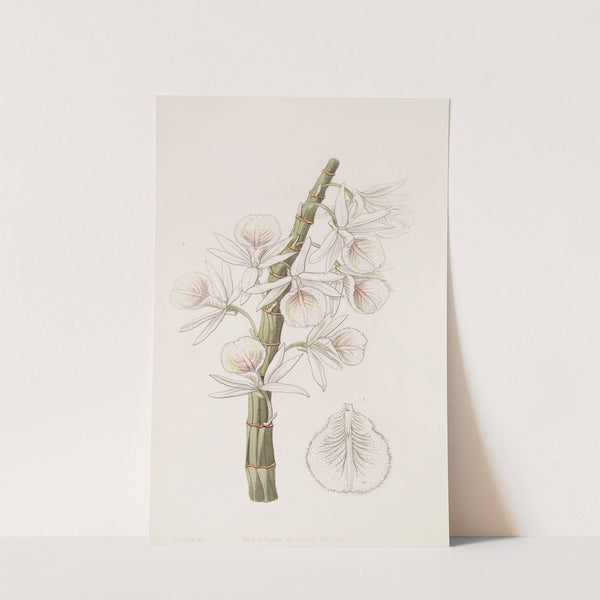 Chalk-white Dendrobe by Sydenham Edwards