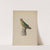 Chalkware Parrot by Mina Lowry