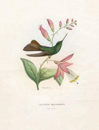 Chalybura Melanorrhoa (1874-1877)