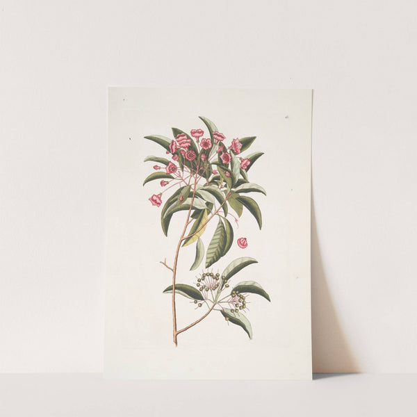 Chamædaphne foliis Tini. by Mark Catesby