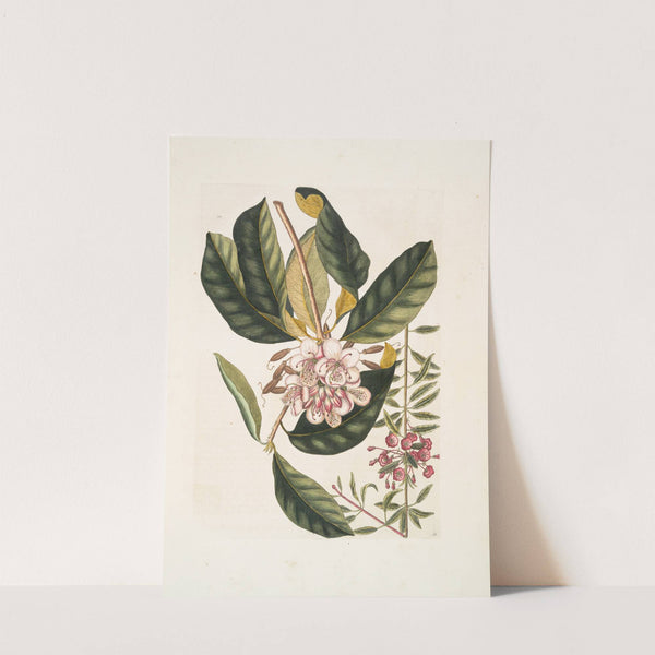 Chamærhododendros &c. ; Chamædaphne semper virens &c. by Mark Catesby