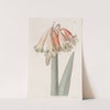Changeable Coburgia by Sydenham Edwards