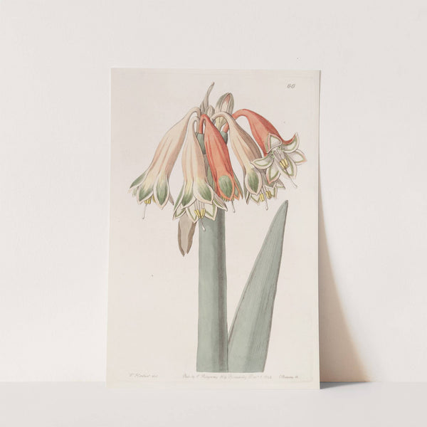 Changeable Coburgia by Sydenham Edwards