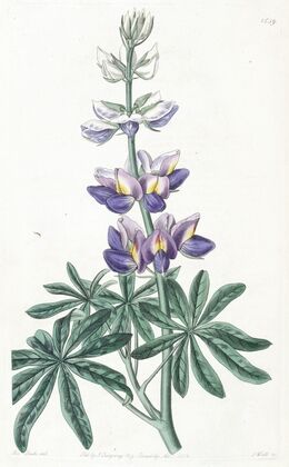 Changeable Lupine