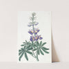 Changeable Lupine by Sydenham Edwards