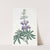 Changeable Lupine by Sydenham Edwards