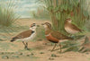 Charadrius alexandrinus, Charadrius morinellus