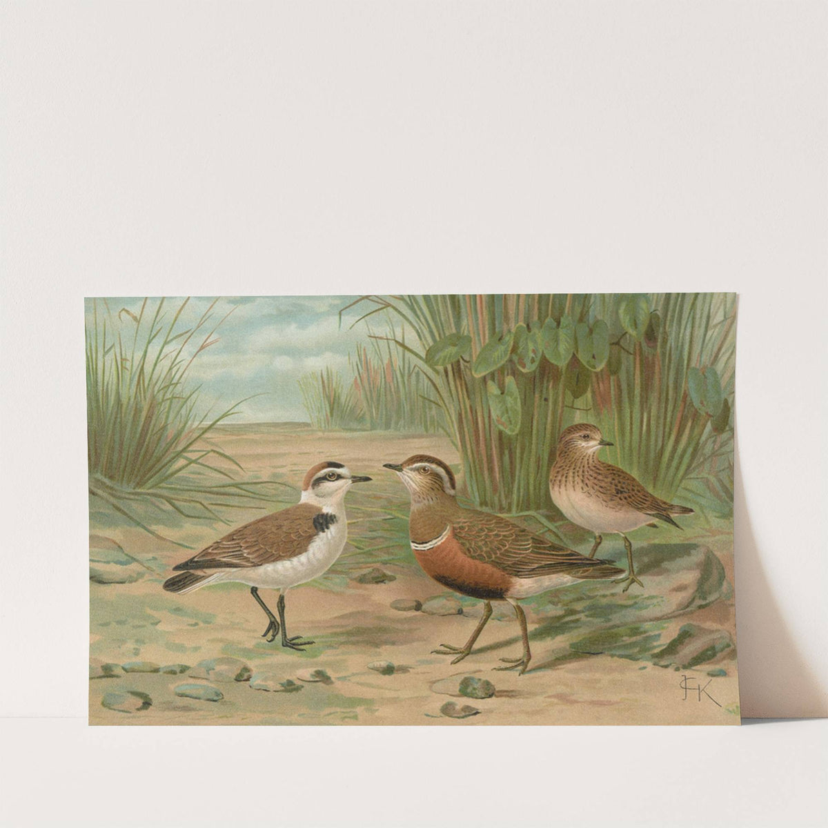 Charadrius alexandrinus, Charadrius morinellus by Johann Friedrich Naumann