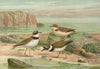 Charadrius dubius Scop