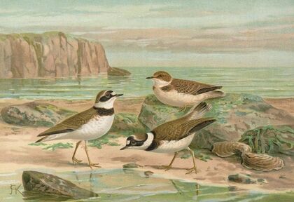 Charadrius dubius Scop