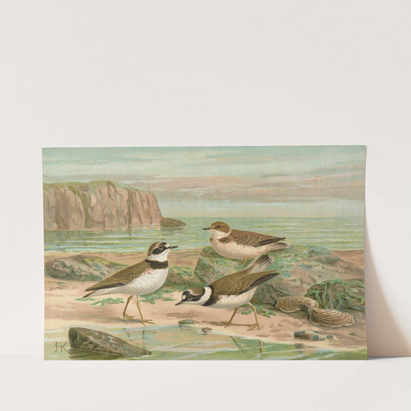 Charadrius dubius Scop by Johann Friedrich Naumann