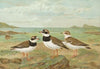 Charadrius hiaticula