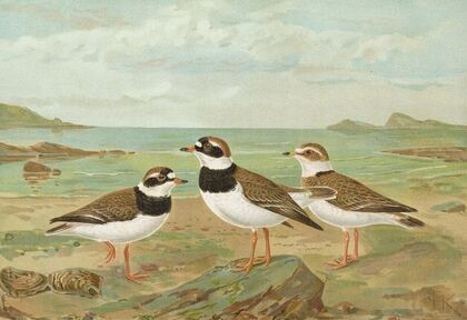 Charadrius hiaticula