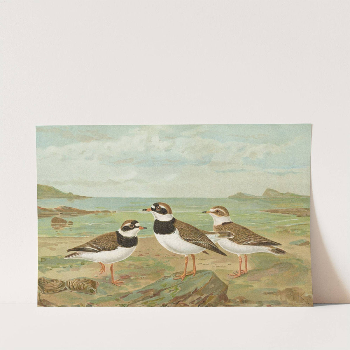 Charadrius hiaticula by Johann Friedrich Naumann