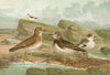 Charadrius morinellus, Arenaria interpres, Charadrius alexandrinus