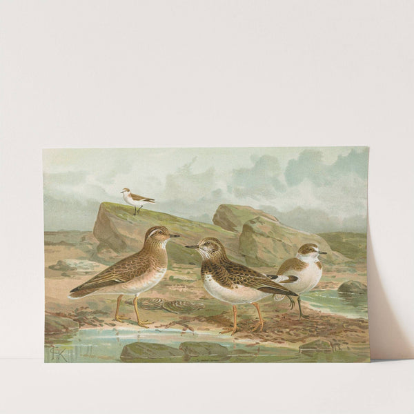 Charadrius morinellus, Arenaria interpres, Charadrius alexandrinus by Johann Friedrich Naumann